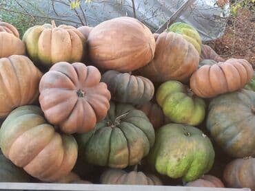 купить семена картофеля в кыргызстане: Тыква мускатная, крупноплодная, ребристая. - Сорт: мускатного типа — 2