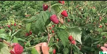 картошка ривьера: Малина (ремонтантная, крупноплодная) - Ягоды крупные, выровненные — 3