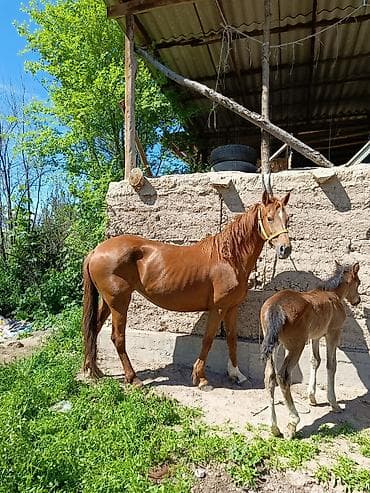козу сатылат бишкек: Сатам | Бээ (ургаачы) | Аргын | Көбөйтүү үчүн | Асыл тукумдуу — 1
