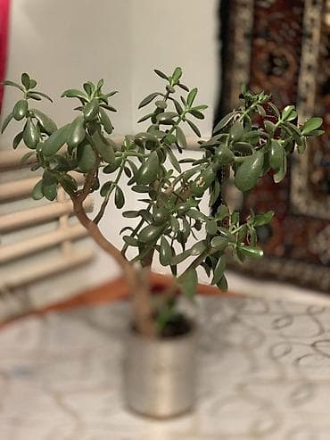 Комнатные растения: Толстянка (денежное дерево), комнатное суккулентное растение. - Вид — 3