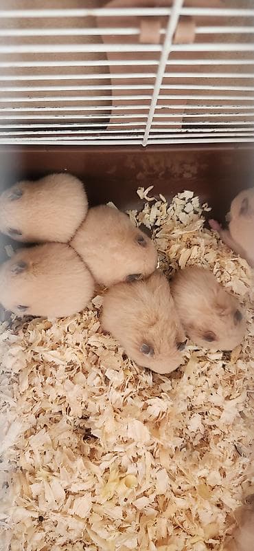 белка дегу: Милые хомячки светло-рыжего окраса. Особенности: - Пухлая плотная — 1