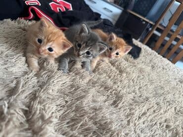 кошка домик: Отдам даром домашних котят, возраст 1.5 месяца. к лотку приучены — 2