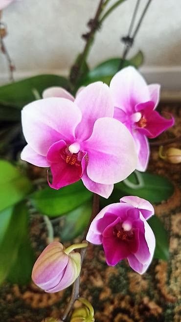 Орхидея фаленопсис Особенности: - Крупные цветки классической формы