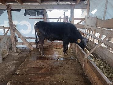 стальная карова: Продаю | Бык (самец) | На откорм | Привязанные — 2