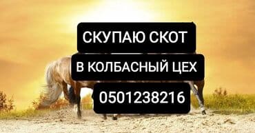 купить рабочую охотничью собаку: Куплю | Коровы, быки, Лошади, кони | Круглосуточно, Любое состояние, Забитый — 1