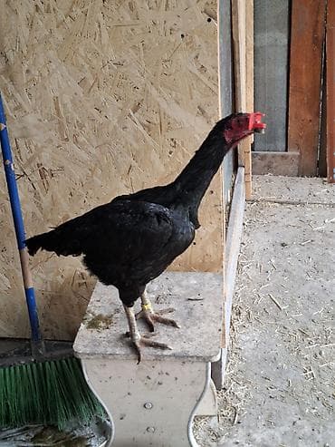 белый петух: Продаю | Петух | Бойцовая | Для разведения — 6