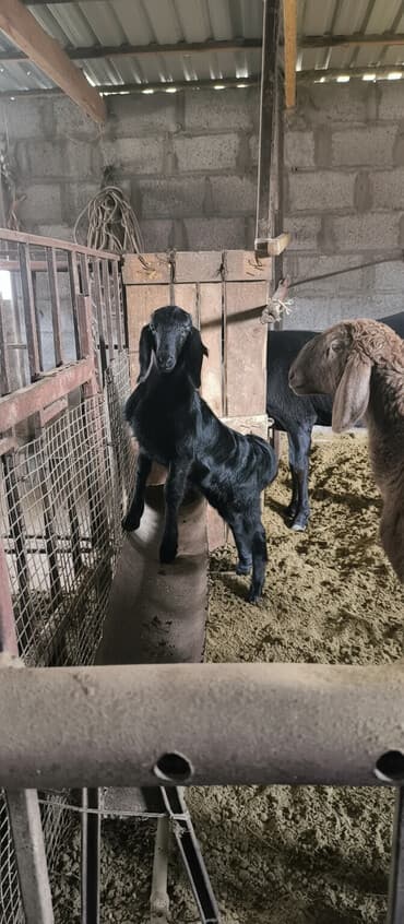 зааненские козы где можно купить и цена: Продаю | Козлёнок | Нубийская | Для разведения — 1