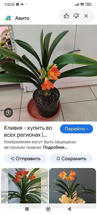 цветы драцена: Кливия200-400сом.Сансевиерия -300сом. Замиакулькас-800 сом .Фиалка-200 — 2