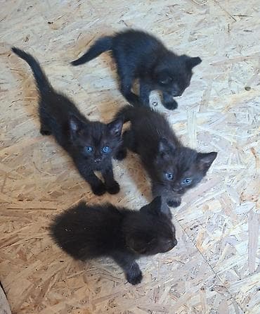котята простые: ОТДАМ ДАРОМ КОТЯТ 2 девочки, 4 мальчика. 20 июля был месяц, пытаются — 3
