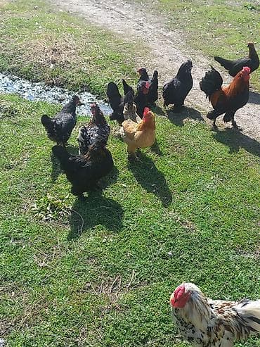 А\ч жаныбралары үчүн товарлар жана шаймандар: Сатам | Тооктор | Үй | Көбөйтүү үчүн — 4