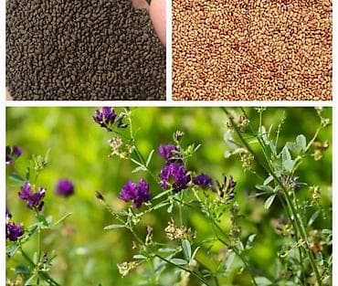 декоративные цветы бишкек: Беде урук, эспарцет урук сатылат, жугору урук кепилдиги менен дун жана — 5