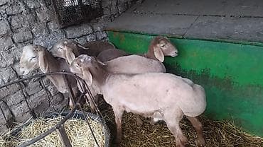 кролик самка: Продаю | Овца (самка) | На забой — 2