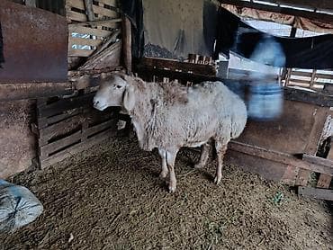 С/х животные и товары: Продаю | Баран (самец) | Арашан | Для разведения | Осеменитель — 7