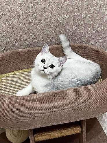 Скотиш Страйт (Шотландская прямоухая), 4 месяца, Девочка