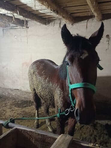 миска для животных: Продаю | Кобыла (самка) | Полукровка | Рабочий — 4