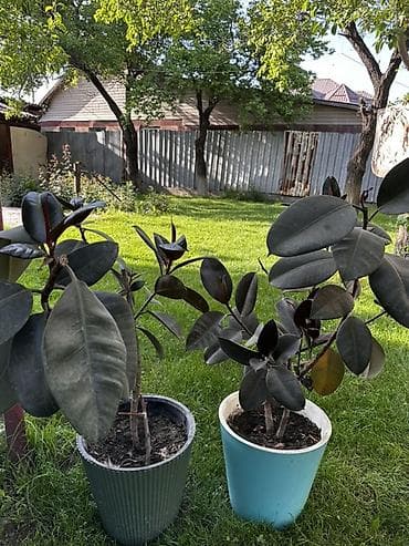 каучуконосный фикус: Комнатные растения Фикус эластика (Ficus elastica), сорт с — 2