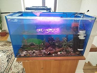 Аквариумный комплект с рыбами хромисы 17 ши подростки от 4 до 11 см -