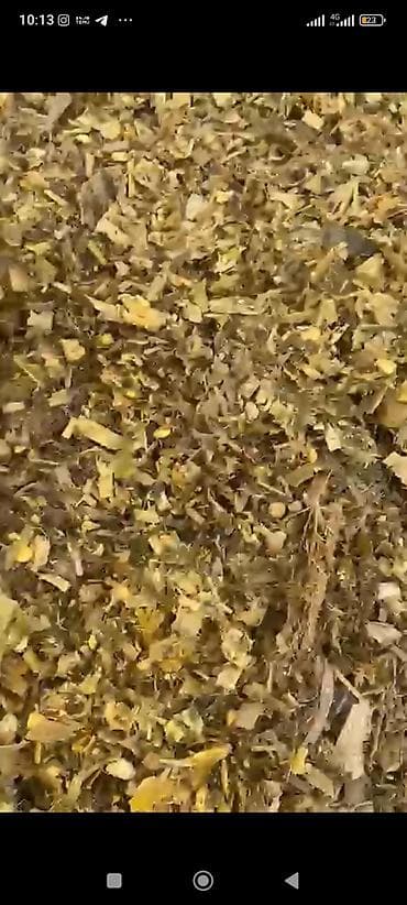 молоко коровье: СИЛОС! ОПТОМ! 6 СОМ ! ОТЛИЧНОГО КАЧЕСТВА! В БОЛЬШИХ ОБЪЕМАХ! — 2