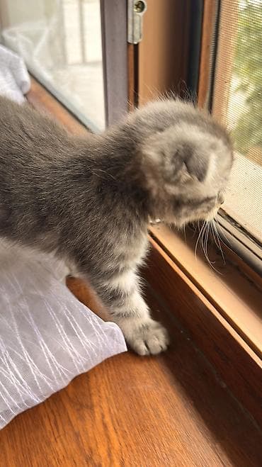 куплю кота британца: 🐱 Шотландские котята ищут любящие семьи 🐱 Возраст — 1 месяц и 20 дней — 10