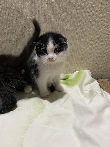 котята скоттиш фолд: Шотландские котята (вислоухие/страйт), покровки - метисы . 1,5 месяца — 4