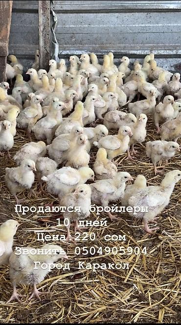 чак чау: Продаю | Цыплята | Бройлерная | На забой — 1