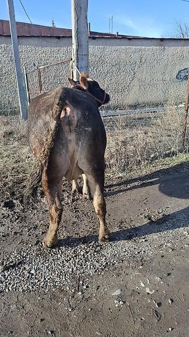 хмонг собака цена россия: Продаю | Корова (самка) | Швицкая | Для разведения, Для молока | Племенные, Стельные — 4