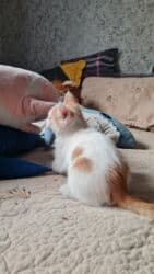 куда можно отдать собаку в бишкеке: Самый лучший подарок- это живой активный малыш,который станет — 8