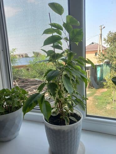 купить саженцы цветов в бишкеке: Молодой саженец лимона с зелеными листьями, посаженный в белый — 10