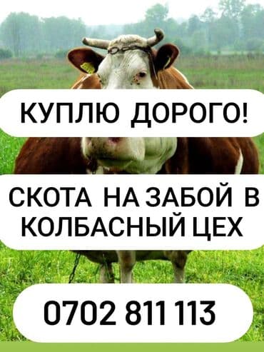 сколько стоит щенок шпица: Куплю | Коровы, быки, Лошади, кони | Любое состояние, Самовывоз, Бесплатная доставка — 1