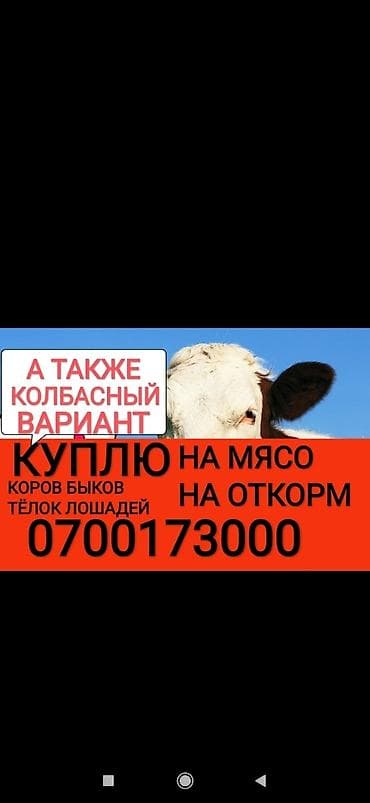 Куплю | Коровы, быки, Лошади, кони, Другие с/х животные | Круглосуточно, Любое состояние, Забитый