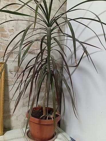 Драцена высота 30см