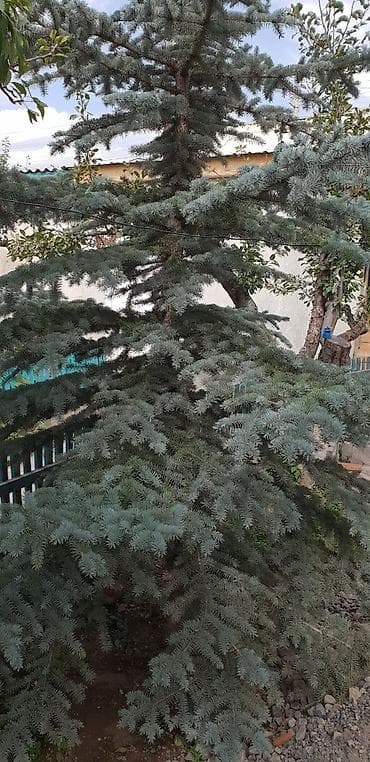 семена хвойных купить: Продаю Тянь-Шаньскую голубую ель — 1