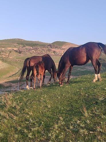 конный двор: Продаю | Кобыла (самка) | Для разведения | Племенные — 10