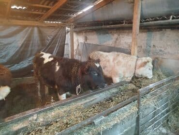 Кошки: Продаю | Бык (самец) — 3