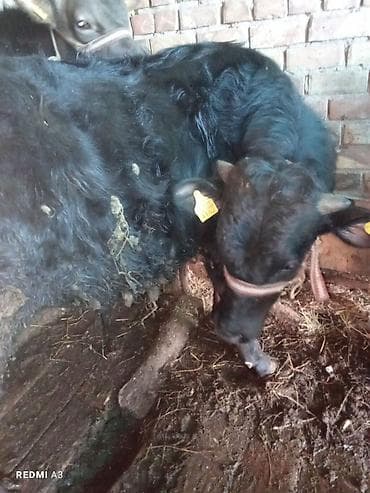 Ветеринар кызматы: Сатам | Бука (эркек) | Швиц — 1