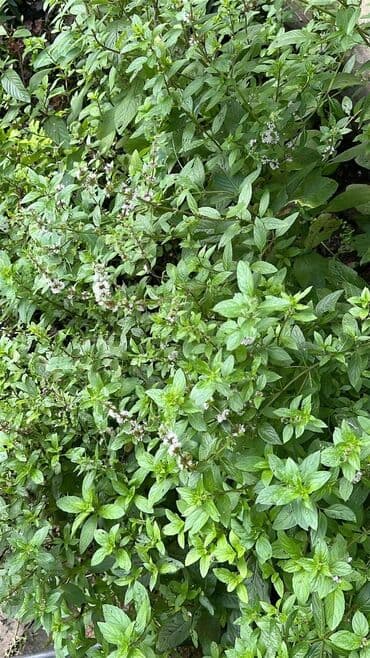 купить столик для кормления: Свежая мята,саженцы 🌱🍸🍋‍🟩 — 1