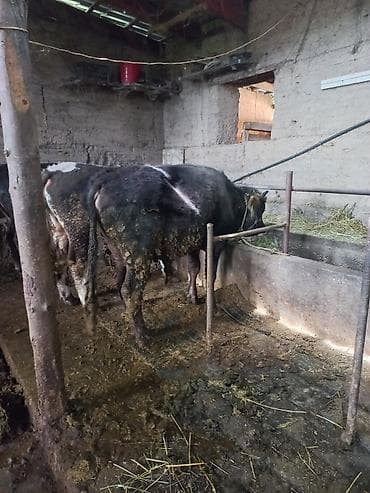 продам ягнят: Продаю | Бык (самец) | На откорм | Привязанные — 4