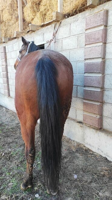 продаю в связи переездом: Продаю | Кобыла (самка) | Для разведения — 6