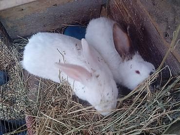 кой сатам: Сатам | Коендун бөжөктөрү | Калифорния | Көбөйтүү үчүн — 5