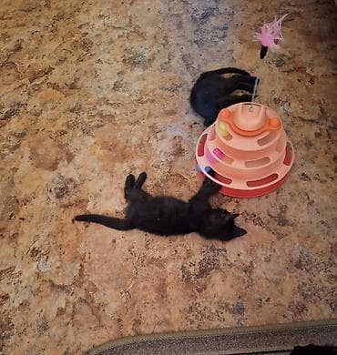 2 месяца, Мальчик, Шоколадный, Приучена к лотку, Проглистована at lalafo.kg 2 месяца, Мальчик, Шоколадный, Приучена к лотку, Проглистована