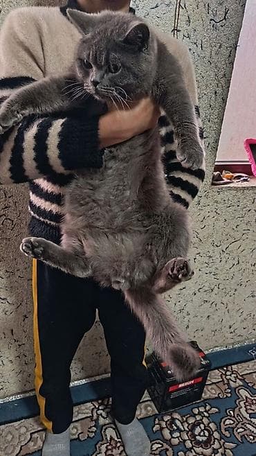 Британская короткошёрстная кошка, окраса «blue» (однотонный серый)