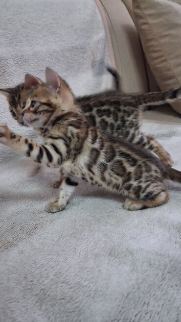 корм для кошек и котят: Бенгальская, 1 месяц, Девочка, Приучена к лотку — 9