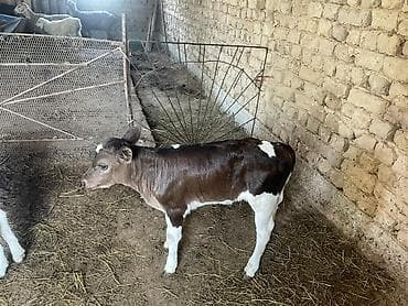 продаю пластиковые ящики: Продаю | Музоо, торпок | На откорм — 2