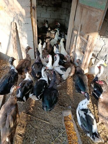 дом попугая: Селезни большие — 10