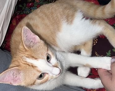 Кошки: Отдам кота в добрые руки Рыжево-белый котёнок с оригинальным окрасом — 1