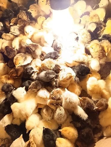 Продаю | Цыплята | Бройлерная