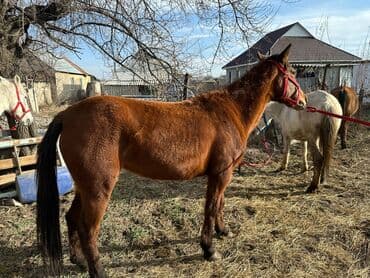 Зоотовары: Продаю | Кобыла (самка) | Рабочий — 9