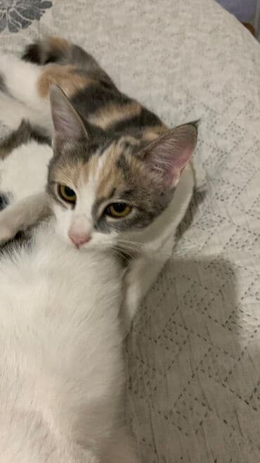 Ветеринар кызматы: 9 айлык, Эркек, Лотокко барууга үйрөтүлгөн — 4