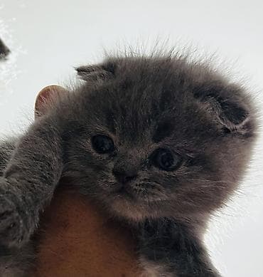 сколько стоит скоттиш фолд: Плюшевые котята серого (голубого) окраса с короткими ушками и круглой — 2