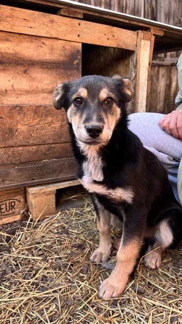 мал корова: Собака даром: Дворняжка, 3 месяца, Самец, С прививкой — 3